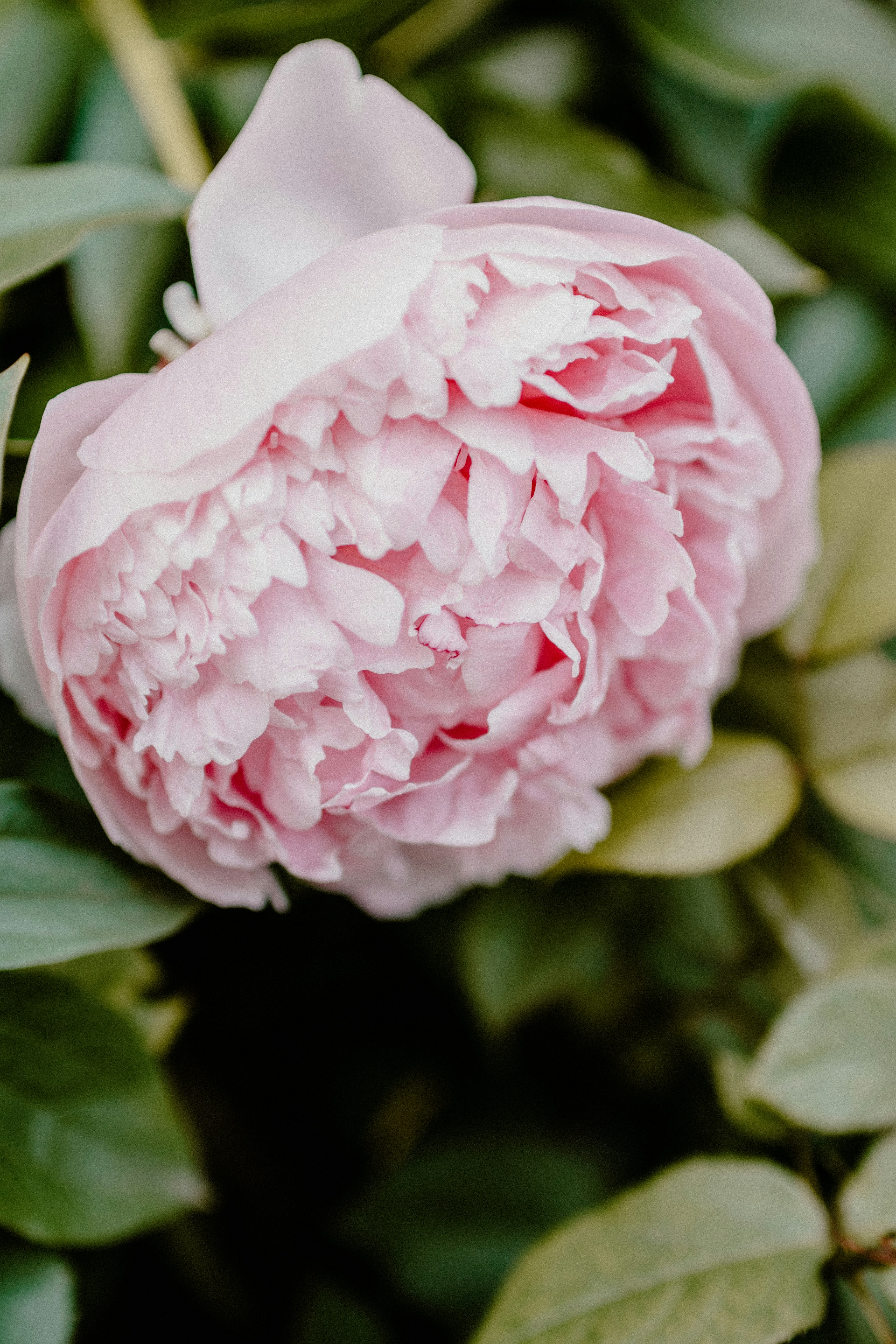 shallow focus photo of pink flower